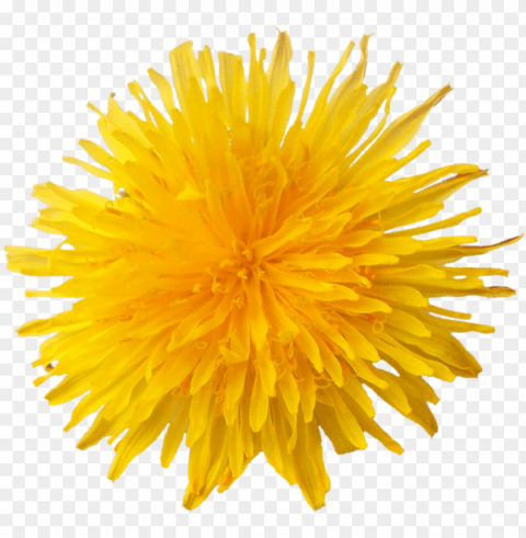 dandelion flower - dandelio Isolated Graphic on Clear Background PNG