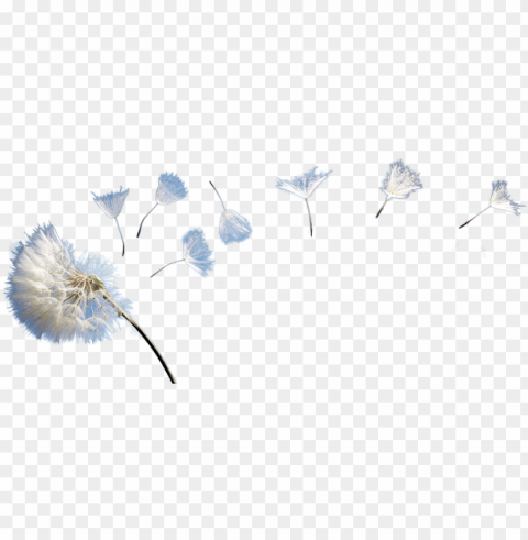 dandelion - photo - dandelion background Transparent PNG Graphic with Isolated Object