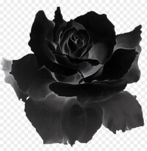 dark flower - black is red rose gif PNG transparent design diverse assortment