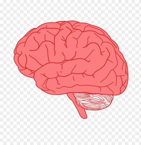 dark pink brain PNG no watermark PNG transparent with Clear Background ID 92a20656