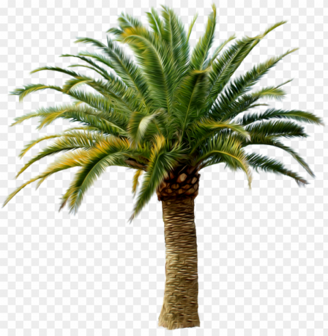 date palm tree PNG for Photoshop