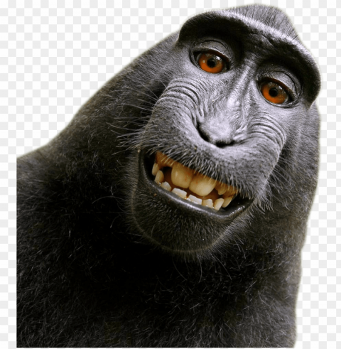 david slater monkey Isolated Icon on Transparent Background PNG