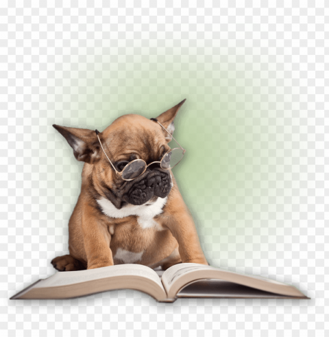 dawgiebowl blog - dog wearing glasses readi Clear Background Isolated PNG Graphic