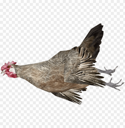 Dead Chicken - Wiki PNG Clip Art Transparent Background