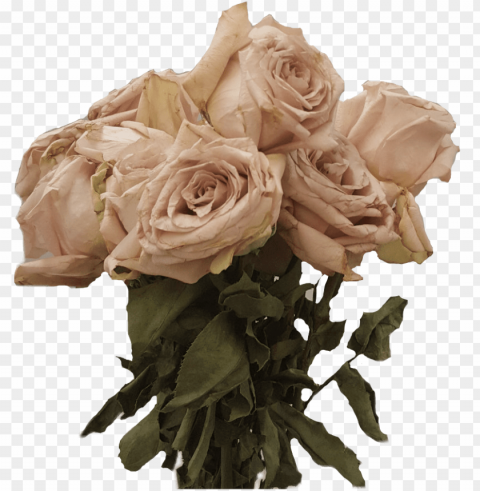 dead flowers dead flowers freetoedit - dead roses Transparent Background PNG Isolated Icon