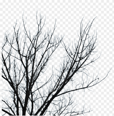 dead tree branches HighQuality Transparent PNG Element