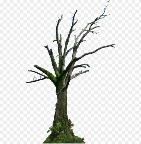 dead tree hd PNG free transparent