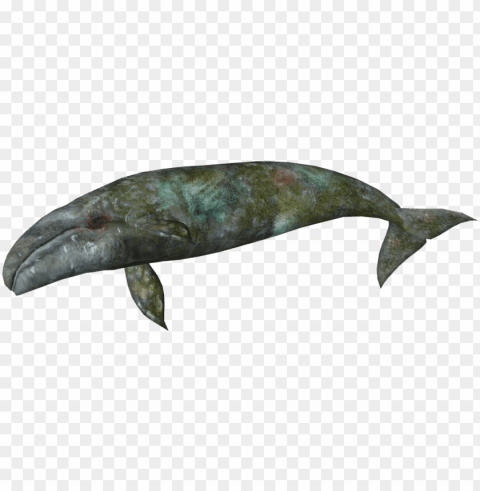 dead whale - zt2 download library whales PNG file with alpha
