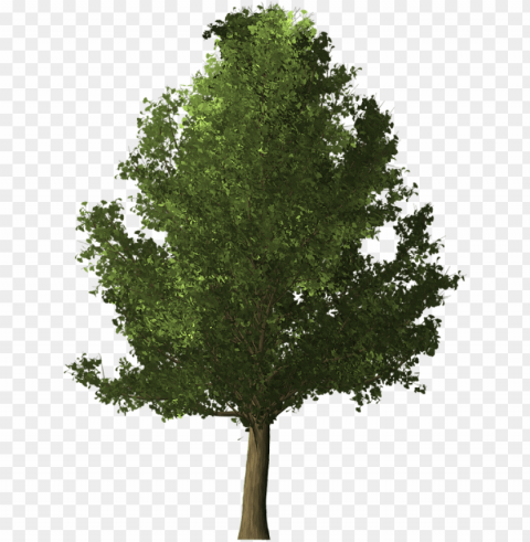 deciduous tree - realistic tree PNG files with transparent backdrop complete bundle