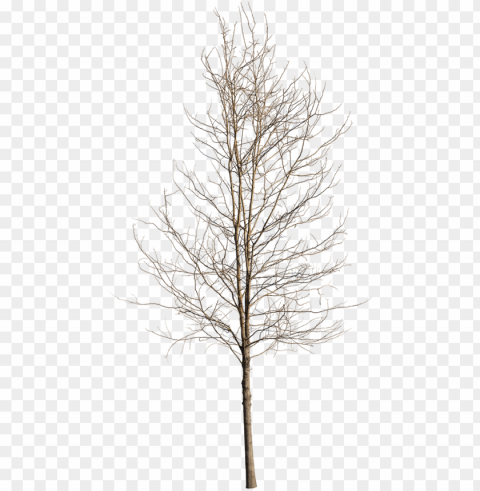 deciduous tree winter iv - birch PNG with transparent background for free