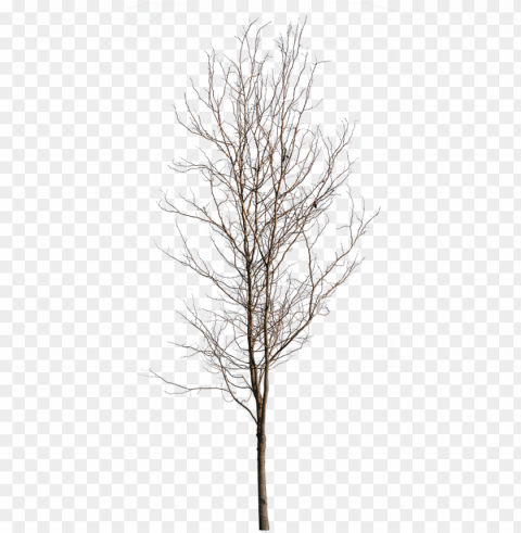 deciduous tree winter v - oak tree in the winter Isolated PNG on Transparent Background