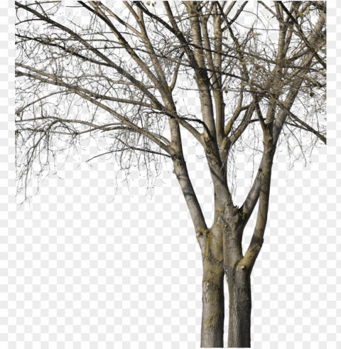 deciduous trees group winter ii - wood PNG files with transparency