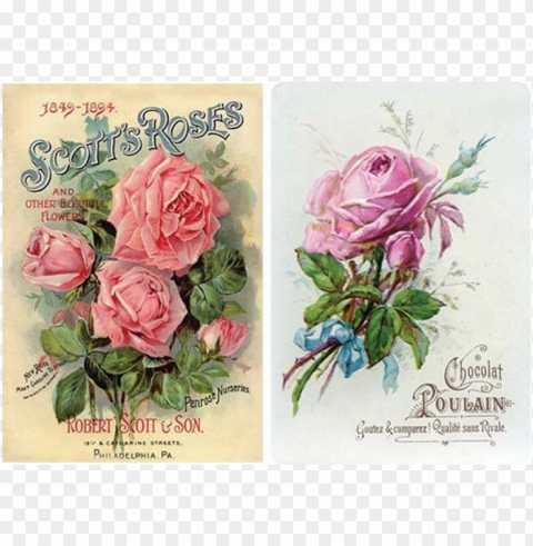 decoupage rice paper a3 - scotts roses Transparent PNG Isolated Illustrative Element