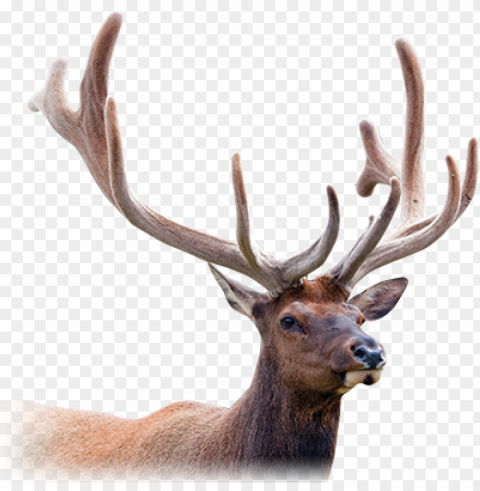 deer antler picture royalty free library - deer antler velvet Isolated Character in Transparent PNG Format