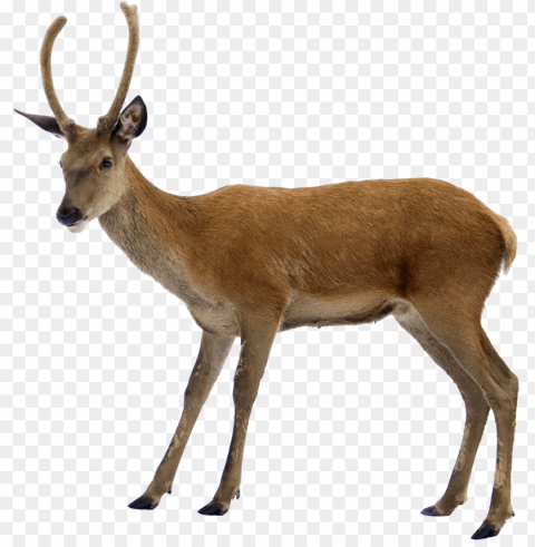 deer Clear PNG pictures assortment