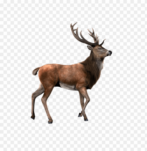 deer Clear PNG pictures compilation