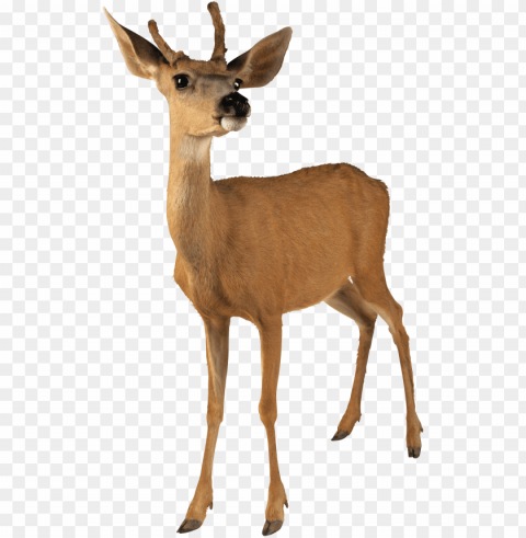 deer Clear PNG pictures free