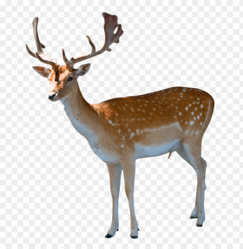 Deer Clear PNG Pictures Package