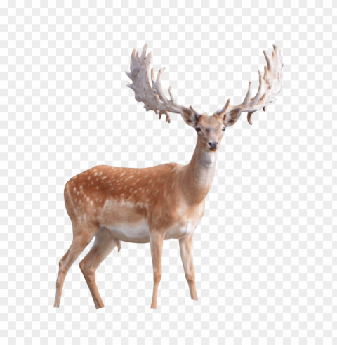deer ClearCut Background Isolated PNG Design
