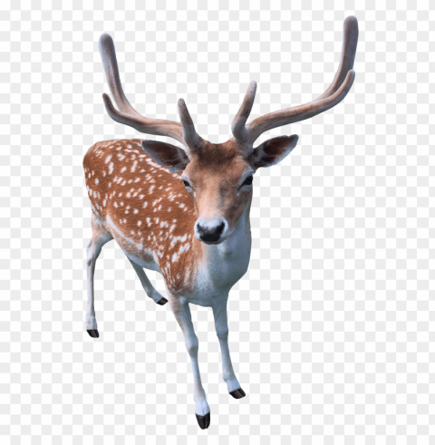 deer ClearCut Background PNG Isolated Element