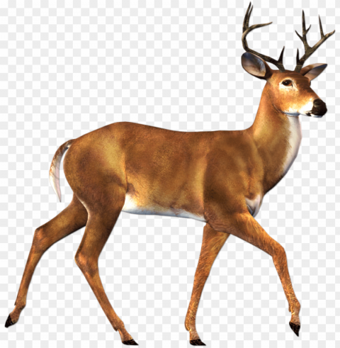 deer ClearCut Background PNG Isolated Item