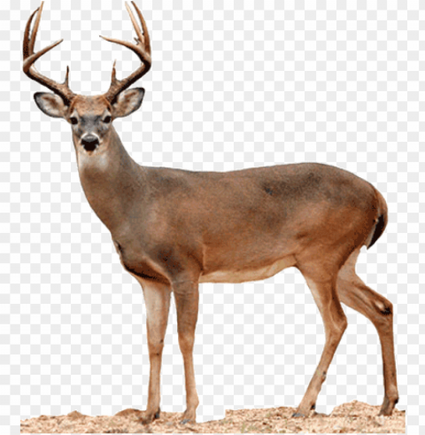 deer ClearCut Background PNG Isolated Subject