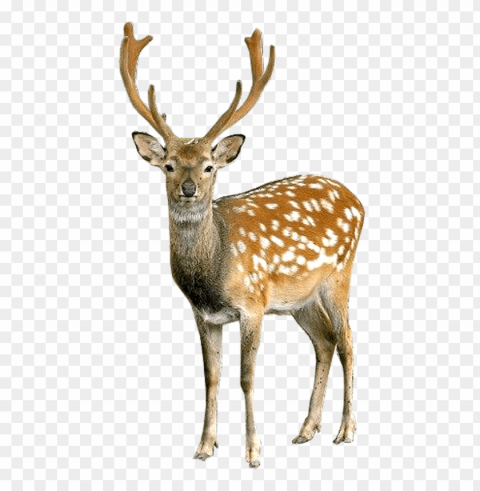 deer ClearCut Background PNG Isolation
