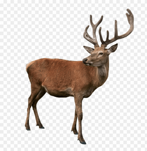 deer ClearCut PNG Isolated Graphic