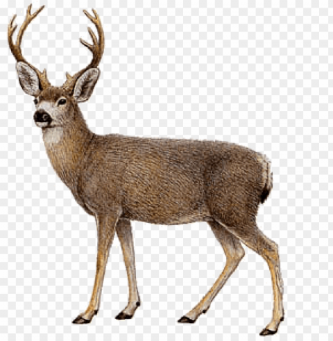 Deer Free Download PNG Images With Alpha Channel