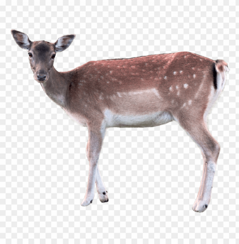 deer Free download PNG images with alpha channel diversity