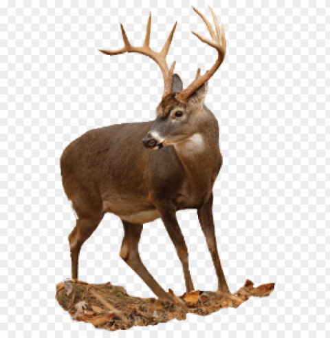 Deer Free Download PNG Images With Alpha Transparency