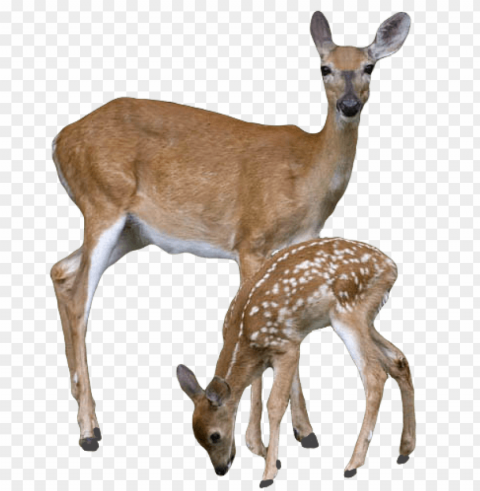 Deer Free Download PNG With Alpha Channel