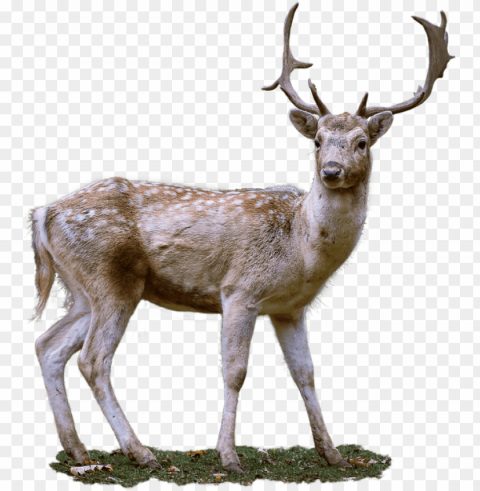 deer Free download PNG with alpha channel extensive images