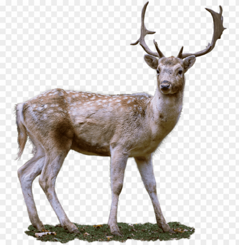 Deer Free Download PNG With Alpha Channel Extensive Images