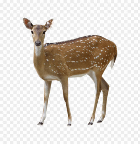 deer Free PNG PNG transparent with Clear Background ID d2172908