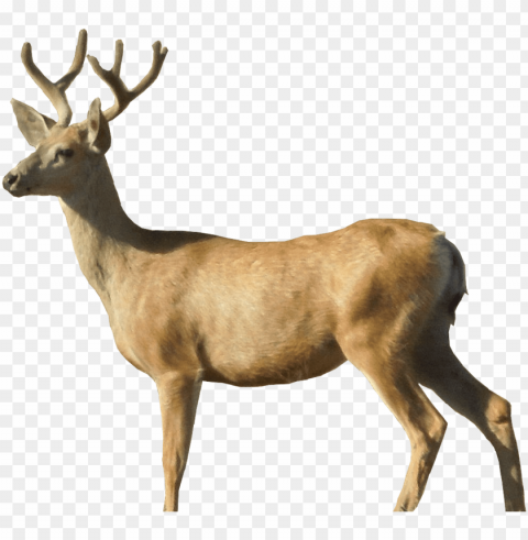 Deer Free PNG Download