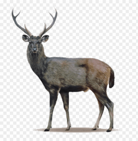 deer Free PNG download no background