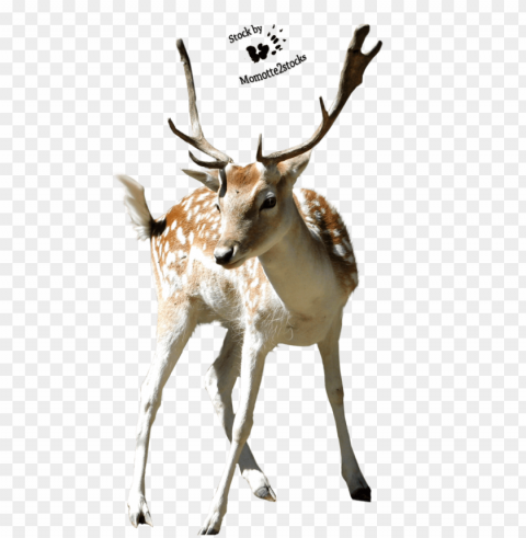 deer Free PNG file