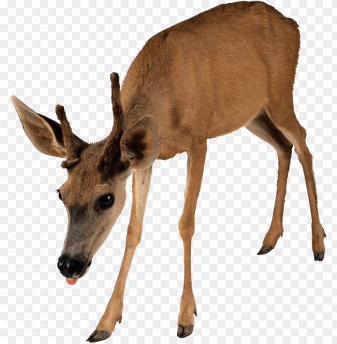 deer Free PNG images with alpha channel PNG transparent with Clear Background ID 2d4907df