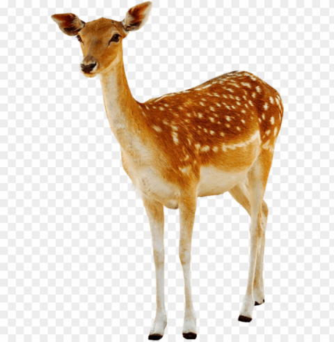 Deer Free PNG Images With Alpha Channel Set