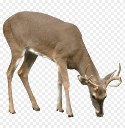 deer Free PNG images with alpha transparency