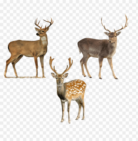 Deer Free PNG Images With Alpha Transparency Compilation