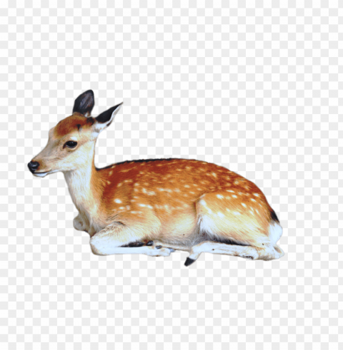 deer Free PNG images with clear backdrop PNG transparent with Clear Background ID 5f1f73dc