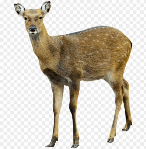 Deer Free PNG Images With Transparency Collection