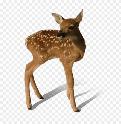 deer Free PNG images with transparent background