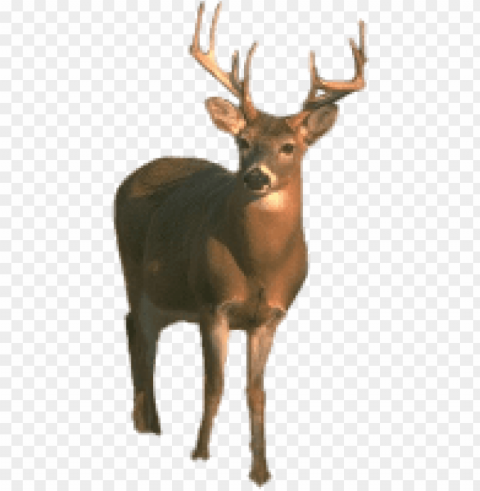 deer Free PNG images with transparent layers