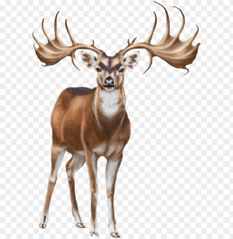 deer png clip art - white deer png on background Transparent pics