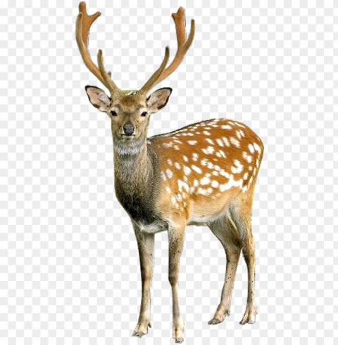 deer image - deer PNG transparent pictures for projects