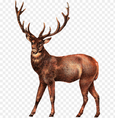 deer transparent images - deer transparent PNG graphics for free