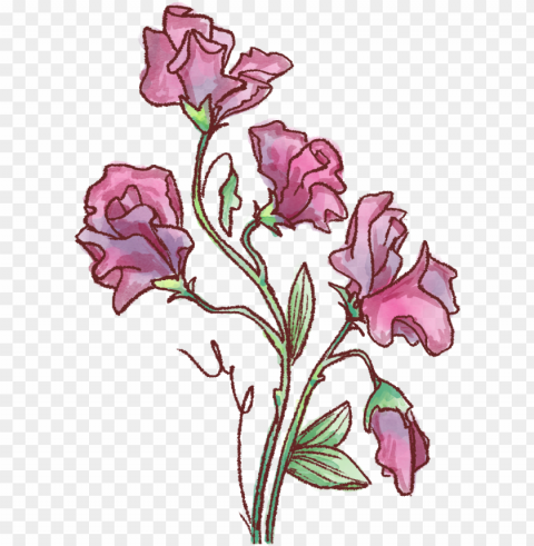 delicate sweet pea - rosa glauca Isolated Subject with Clear PNG Background
